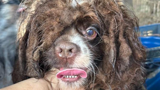 Un des chiens sauvés par le refuge de Colbert, en Alabama 