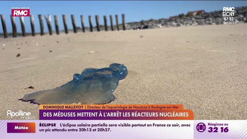 Des méduses mettent à l'arrêt les réacteurs nucléaires