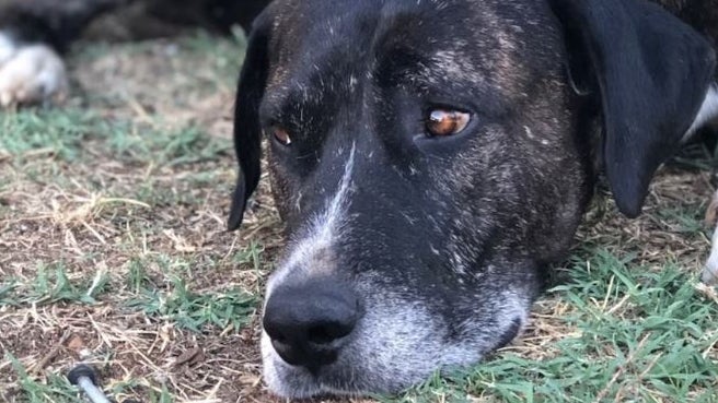 Zar, un des chiens morts