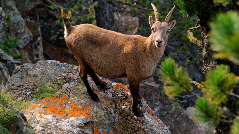"Un comportement déviant": griffures, hématomes... Un chamois fou sème la terreur chez les joggeurs de Besançon