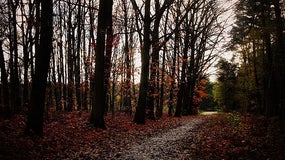 Forêt aux Pays-Bas (image d'illustration)