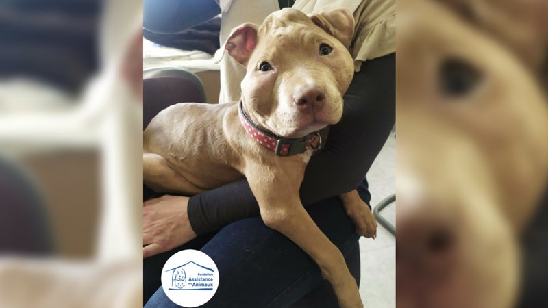 Un chiot de quatre mois a été recueilli par la Fondation Assistance aux Animaux.