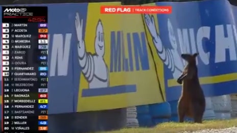 Un wallaby est apparu sur la piste du Grand Prix d Australie de MotoGP le 23 octobre 2026 2370933