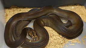 Un homme meurt étranglé par son python de 4,5 mètres 