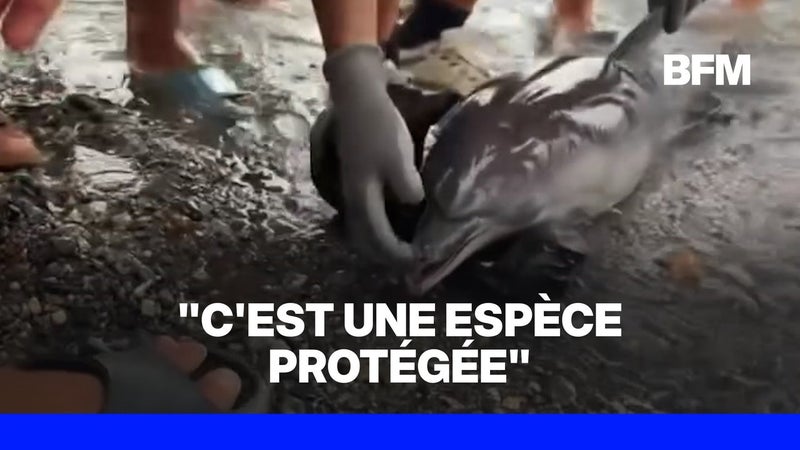 Ceuta: une organisation de protection de la nature dénonce la mort violente d'un bébé dauphin