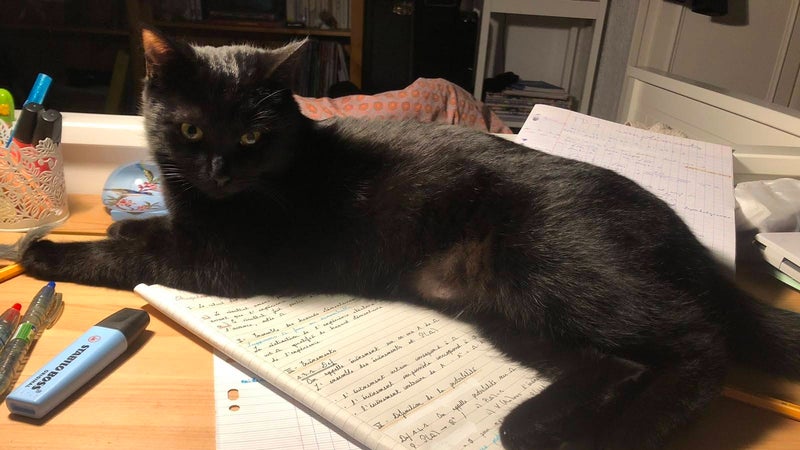 "Le cauchemar est fini": après 28 jours, ils retrouvent leur chat perdu sur une aire d'autoroute