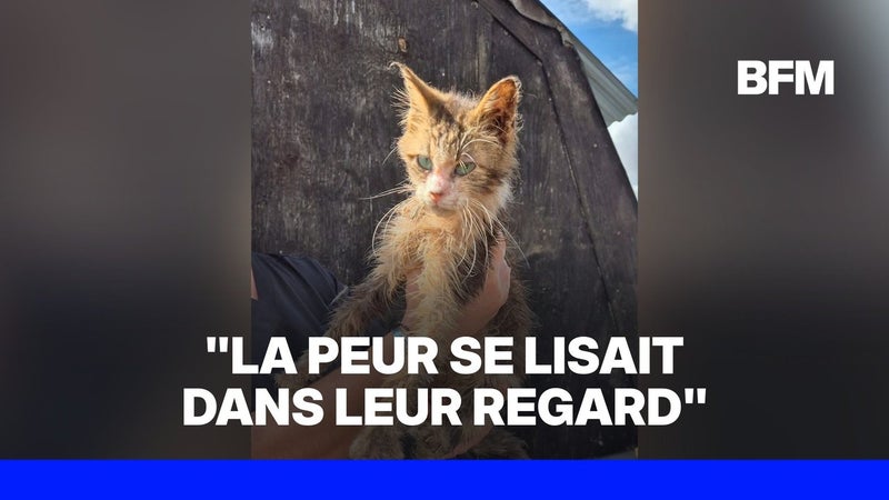 En Vendée, une centaine d'animaux maltraités retrouvés dans une maison insalubre