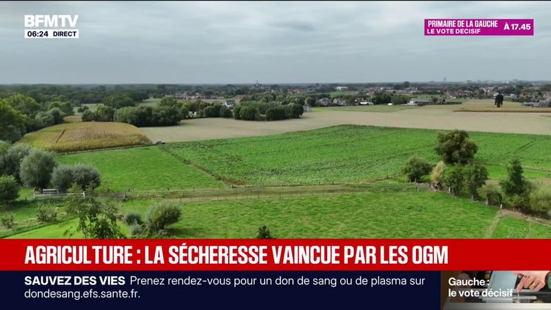 Sécheresse: l'Europe ouvre la voie aux tests de nouveaux OGM face à la chute des rendements agricoles