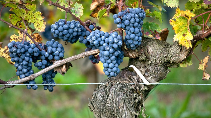 "Pourquoi ils margent moins?" La FNSEA s'agace de la différence de prix dans la grande distribution entre le raisin français et étranger
