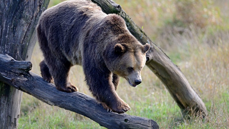 "Vachement sympa et dépaysant quand même": le tourisme local fait recette, comme dans ce parc animalier de Moselle