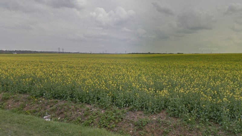 Un champ de colza, à Chelles, où a été retrouvé le corps de Perrine Vigneron (image d'illustration)