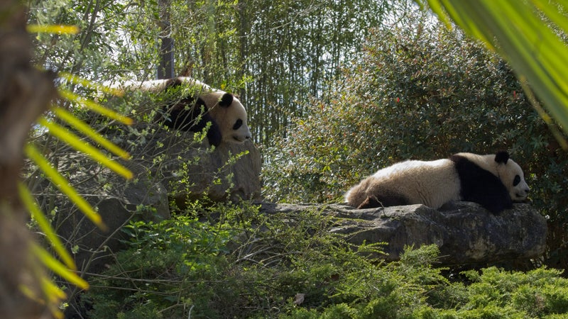 Les deux derniers pandas hébergés en France partiront en Chine le 17 décembre