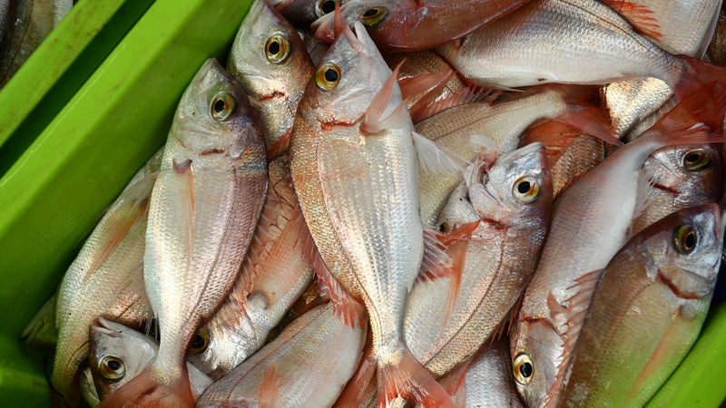 Aube: l'association de pêche de Romilly-sur-Seine lance un appel aux bénévoles