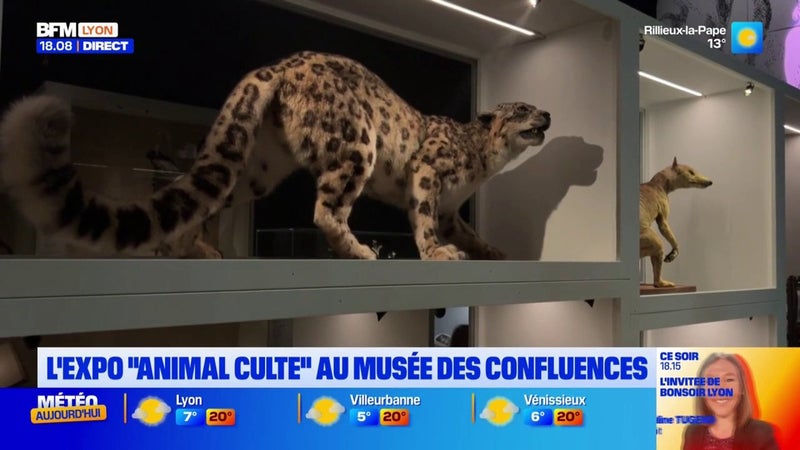 Idée sortie pour les vacances de la Toussaint : l'exposition "Animal Culte" au musée des Confluences