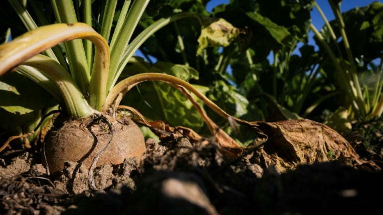 Dans l'Aube, la récolte des betteraves s'annonce catastrophique