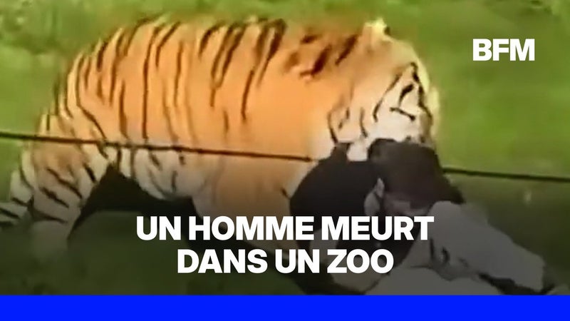 Un homme meurt après avoir été attaqué par un tigre dans un zoo britannique