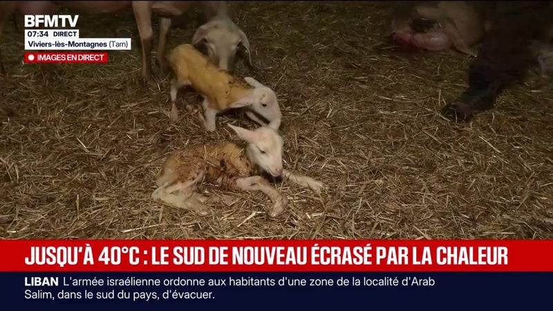 "Elles sont épuisées par la chaleur": dans le Tarn, les éleveurs confrontés aux fortes chaleurs
