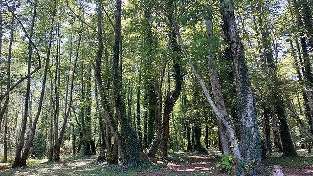 Forêt de l'Etat de Géorgie (image d'illustration)