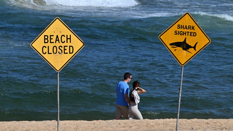 Un homme hospitalisé en Australie après une attaque de requin