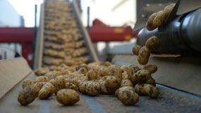 Usine à pommes de terre (image d'illustration)