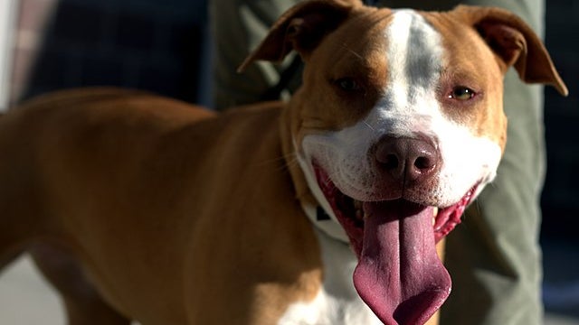 Un pitbull. (Image d'illustration)