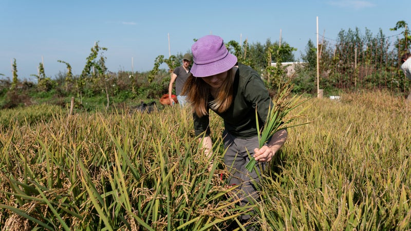 Des sushis... avec du riz des Pays-Bas? Des Néerlandais expérimentent "l'idée un peu folle" d'en faire pousser dans leur pays, une culture jusqu'alors impossible à cause du climat humide et tempéré