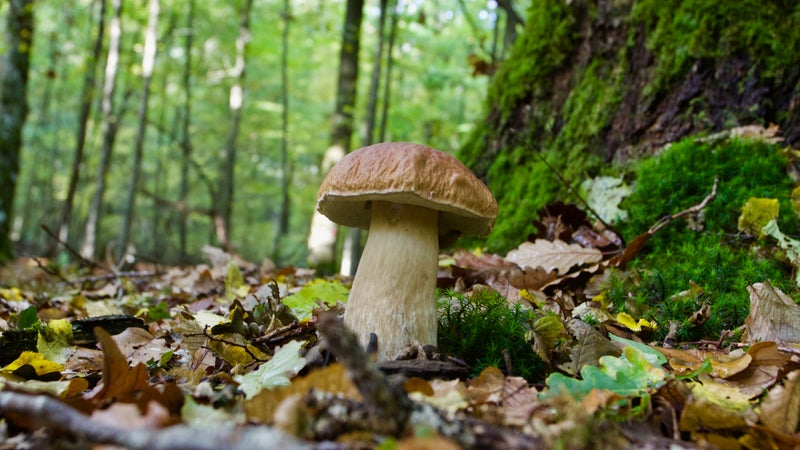 "Jamais vu de sécheresse comme ça": aura-t-on des champignons cet automne?
