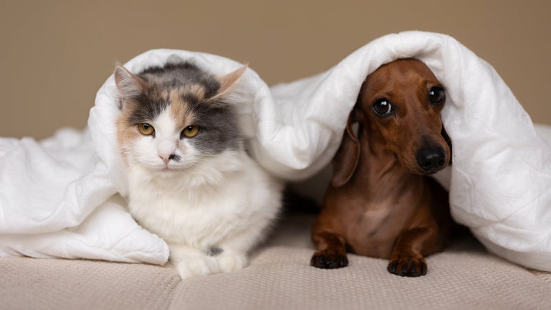 "N'achetez pas, adoptez": Saint-Étienne accueille son premier salon spécialisé dans l'adoption d'animaux
