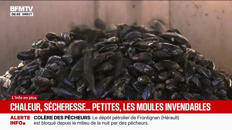 Face à la sécheresse, les moules deviennent invendables à cause de leur taille