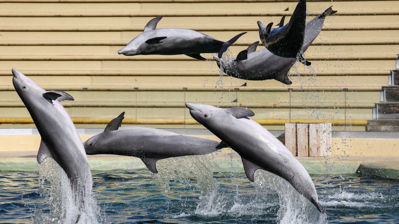 "Il est mort d'un transfert décidé pour l'industrie de la captivité": colère d'associations après le décès en Espagne d'un dauphin du Marineland