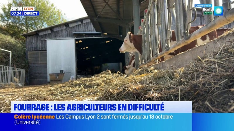 Fourrage : les éleveurs rhodaniens en grande difficulté