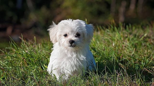 Un couple a offert un bichon maltais à un retraité en proie à la solitude (image d'illustration)