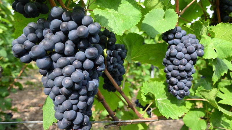 "La qualité sera là, mais...": vers une hausse des prix du vin après des vendanges historiquement faibles?
