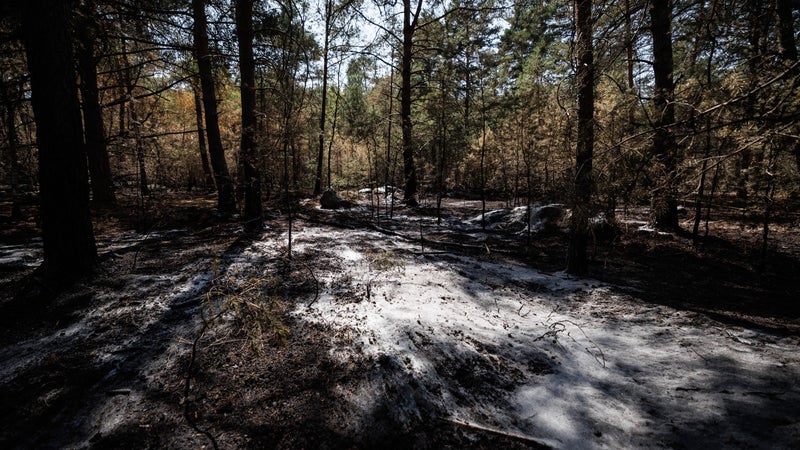 Incendies: les autorités déclarent le feu éteint en forêt de Fontainebleau