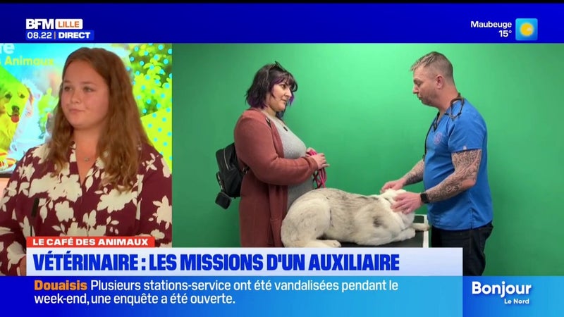 Le Café des Animaux: quelles sont les missions d'un auxiliaire vétérinaire ?