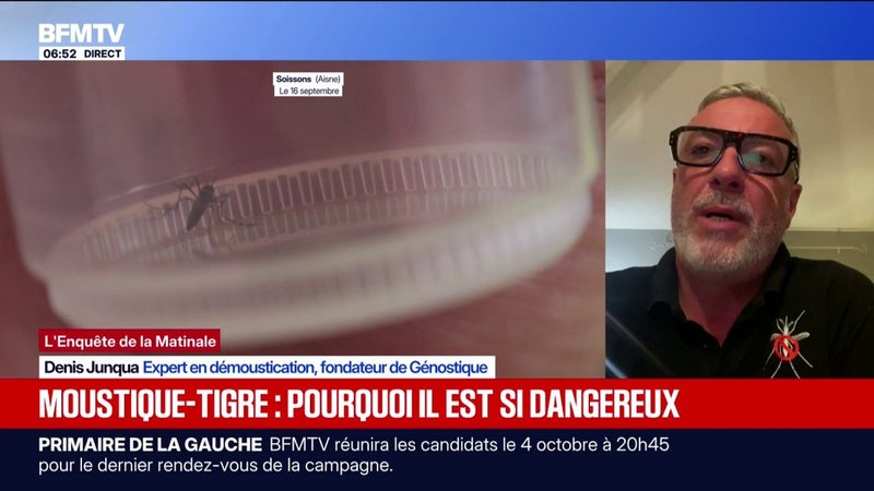 Prolifération, vecteur de maladies… pourquoi le moustique-tigre est dangereux et de plus en plus résistant?