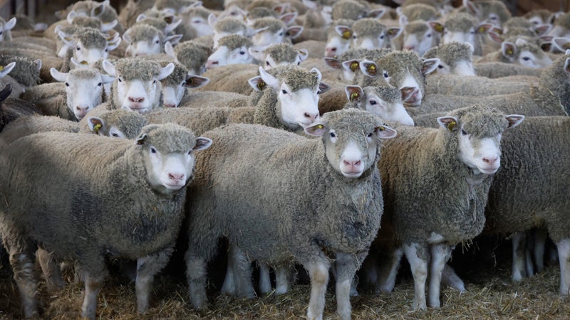 Plus de 1.000 moutons envahissent le parc des expositions de Poitiers pour le salon de l'agriculture