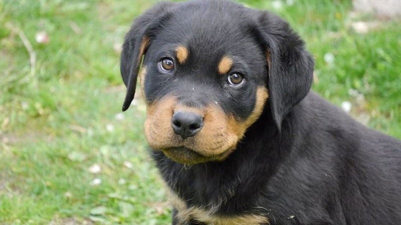 Le chien a été transporté dans un refuge pour y être examiné (Photo d'illustration)