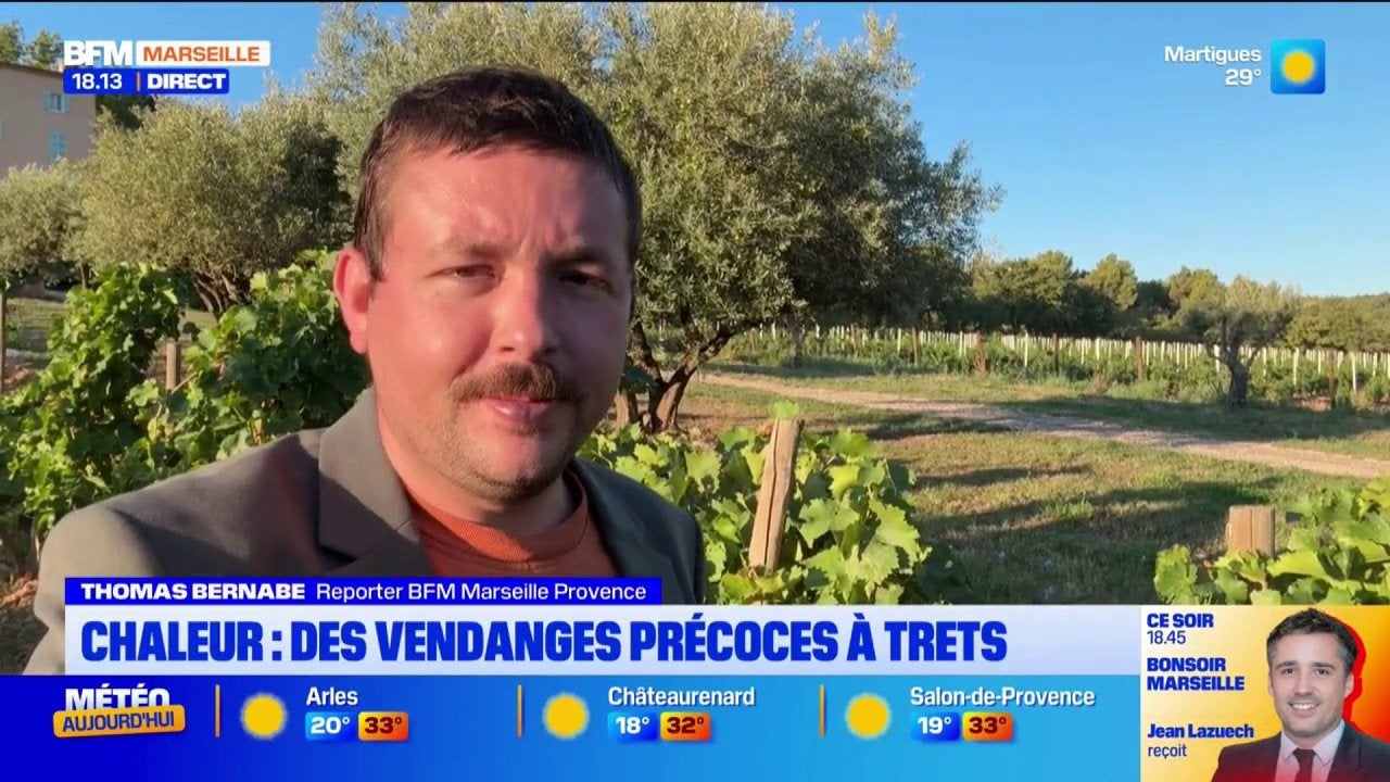 Chaleur : des vendanges précoces à Trets