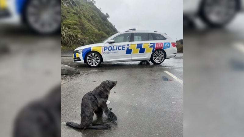 Un jeune phoque égaré sur la route en Nouvelle-Zélande secouru par la police