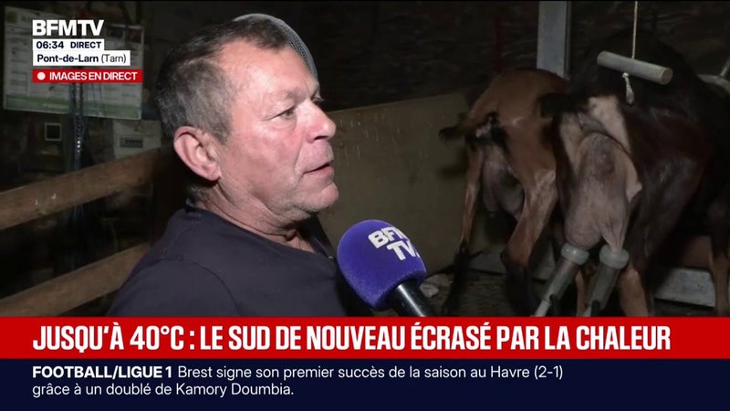 Les éleveurs confrontés à une baisse de leur production à cause de la canicule