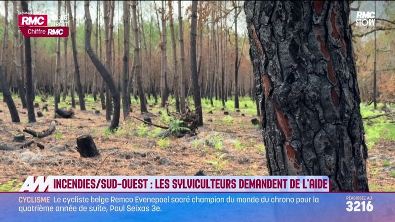 Incendies/Sud-Ouest : Les sylviculteurs demandent de l'aide