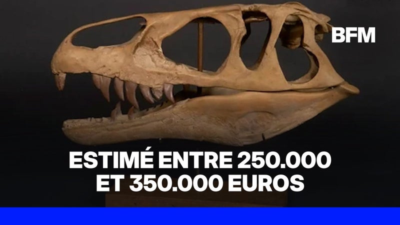 Un dinosaure aux enchères: des scientifiques s'opposent à la vente