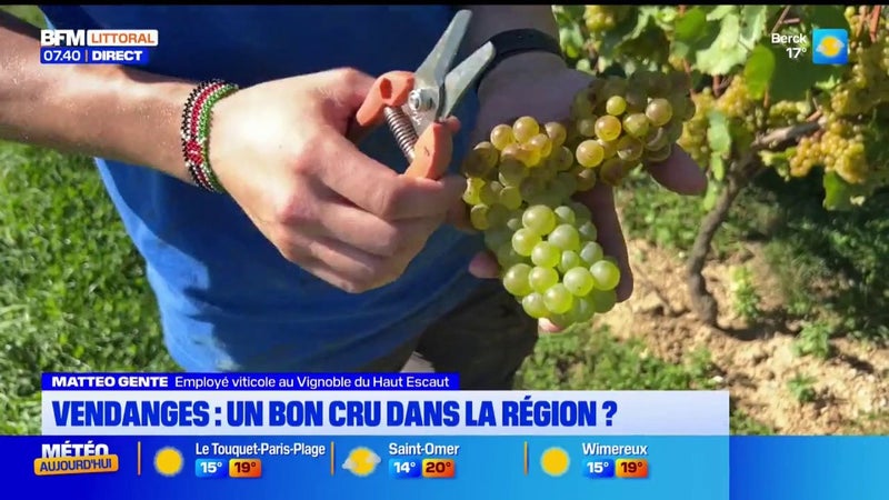 Les vendanges s'annoncent bonnes dans la région