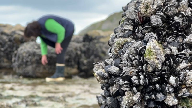 "Nous avons beaucoup de petites moules qui ne sont pas vendables": après un été sec et brûlant, la moule française en souffrance