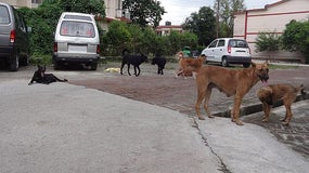 Meute de chiens (image d'illustration)