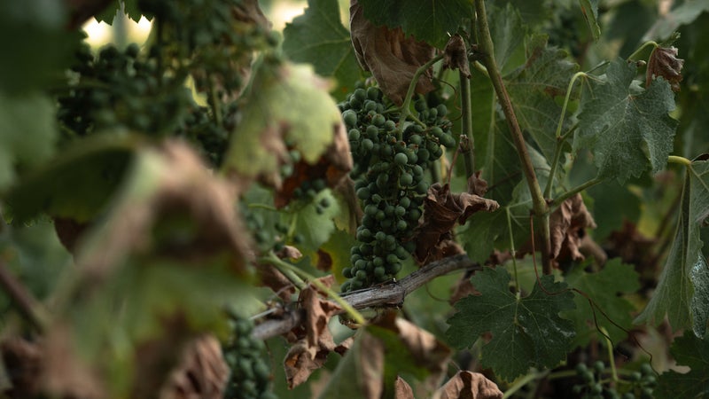 Production viticole en baisse: "Le réchauffement climatique nous fragilise de plus en plus", déplore le président des Vignerons indépendants
