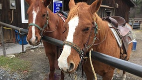 Deux hommes condamnés pour des actes zoophiles sur des chevaux (image d'illustration)