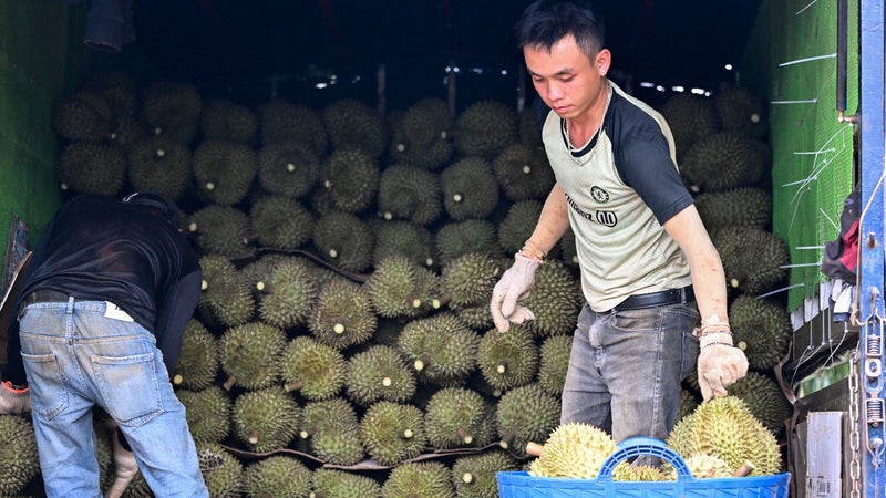 "J'ai acheté une voiture, des maisons pour mes enfants et j'ai construit une villa pour ma famille": sur les hauts plateaux du Vietnam, le lucratif durian remplace le café