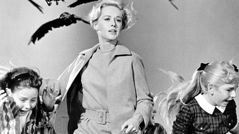 "Les Oiseaux": une mini-série adaptée du classique d'Hitchcock en préparation sur HBO